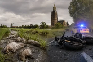 Meerdere incidenten in Groningen: 40 dode dieren gevonden en dodelijk motorongeval